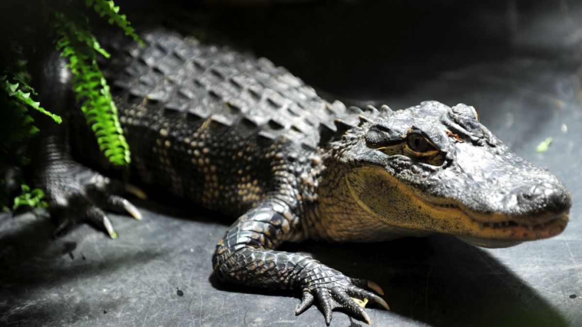 In Indonesien sind rund 300 Krokodile brutal niedergemetzelt worden. (Symbolbild) (Foto)