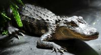 In Indonesien sind rund 300 Krokodile brutal niedergemetzelt worden. (Symbolbild)