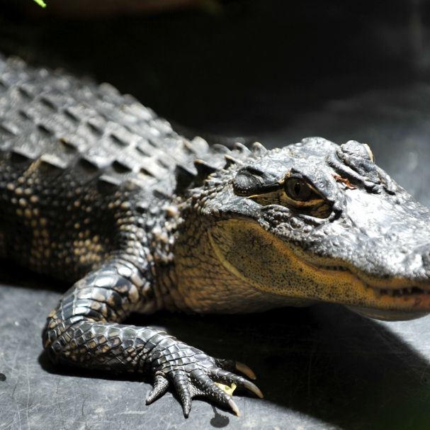 300 Krokodile brutal abgeschlachtet - aus Rache!