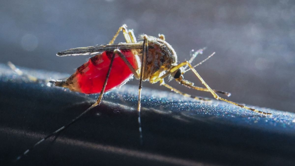 Sie sind die Schattenseite jedes Sommers: Mücken und anderes Ungeziefer, die sich an menschlichem Blut laben. (Foto)