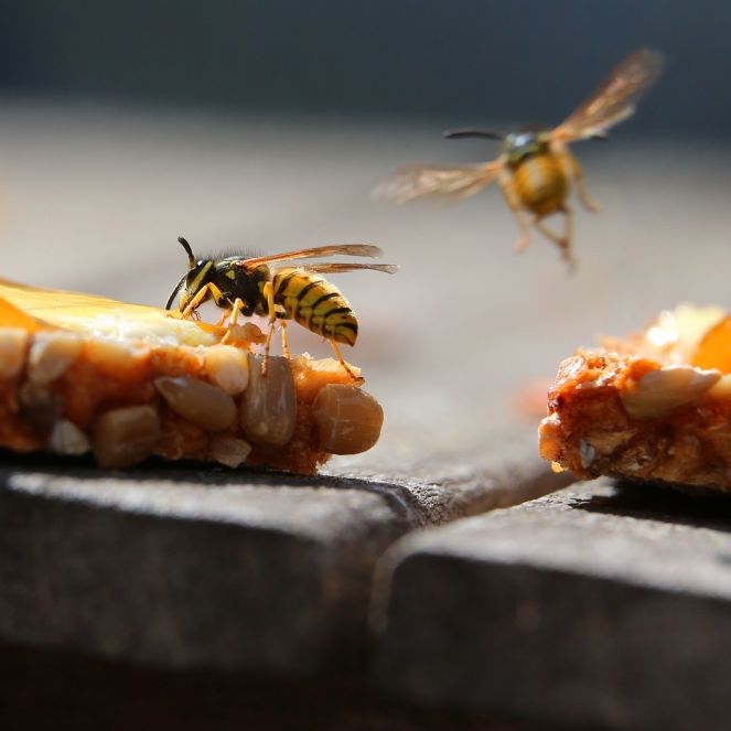 Super Wespenjahr! Insekten terrorisieren Deutschland Super Wespenjahr! Insekten terrorisieren Deutschland (Foto)