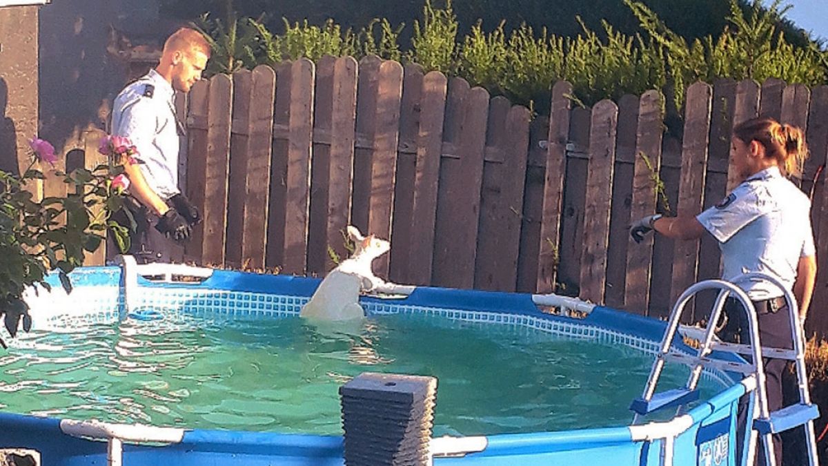 Das Känguru war auf der Flucht aus einem Gehege in der Nachbarschaft in den Pool gesprungen. (Foto)
