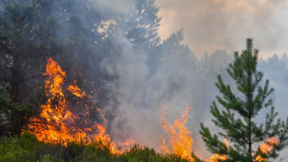 Feuer im Wald können schnell gefährlich werden für das eigene Leben.  (Foto)