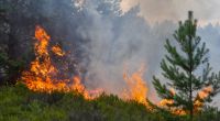 Feuer im Wald können schnell gefährlich werden für das eigene Leben. 