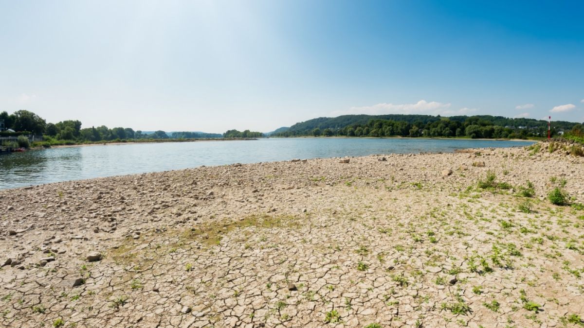 Durch die langanhaltende Hitze ist der Uferbereich des Rheins ganz ausgetrocknet. (Foto)