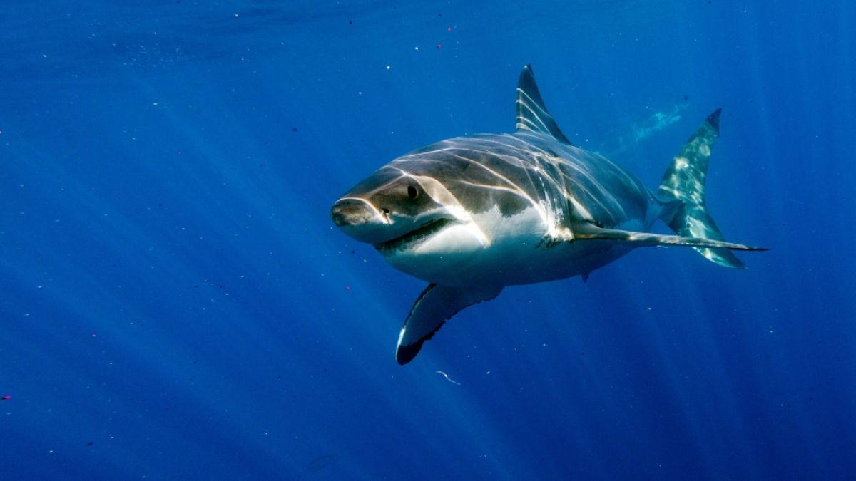 In Ägypten ist ein Tourist bei einem Hai-Angriff gestorben. (Foto)