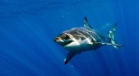 In Ägypten ist ein Tourist bei einem Hai-Angriff gestorben.