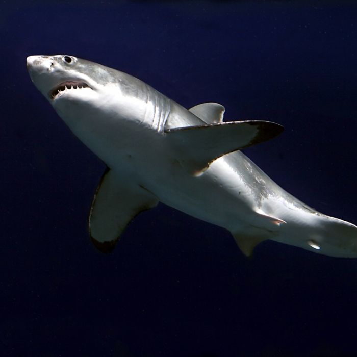 4 Killer-Hai-Attacken in nur einer Woche