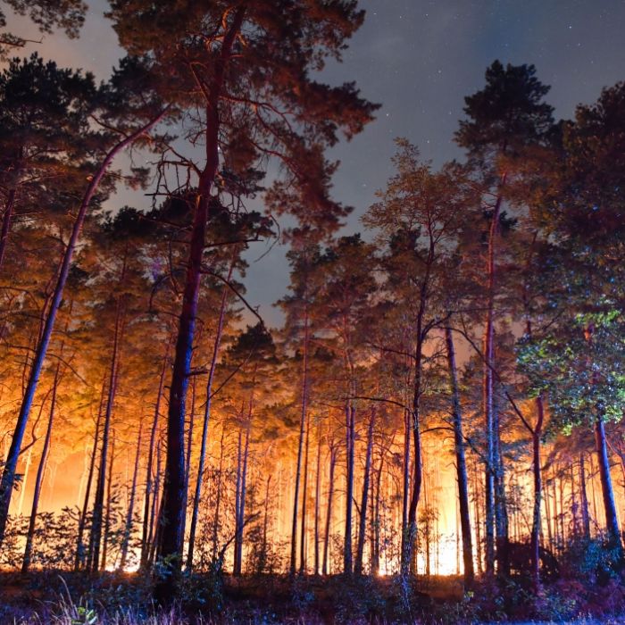 Großer Waldbrand hält Einsatzkräfte in Atem Großer Waldbrand hält Einsatzkräfte in Atem (Foto)