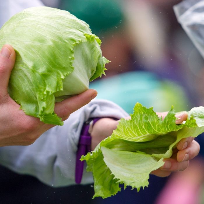 Vorsicht! DIESER Salat ist mit Bakterien verunreinigt Vorsicht! DIESER Salat ist mit Bakterien verunreinigt (Foto)