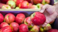 Außen knackig und reif, doch in einer Apfelsorte fanden die Tester von Ökotest erhöhte Pestizidwerte. (Symbolbild)