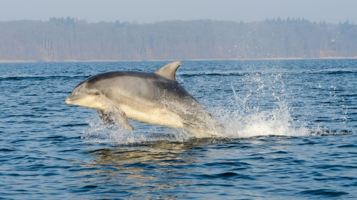Der Wunsch, mit Delfinen zu schwimmen, kostete eine Frau aus Bielefeld fast das Leben. (Foto)