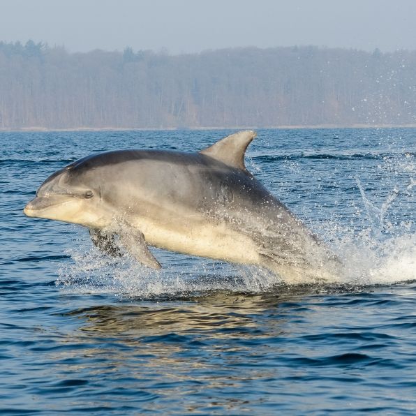 Not-OP! Deutsche beim Delfin-Schwimmen in Schiffsschraube gesogen