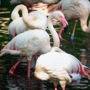 Älter ist kein anderes Tier im Berliner Zoo: Flamingo Ingo wird bald 72.