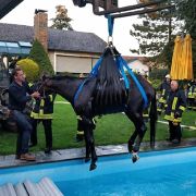Mit einem Telelader hievt die Feuerwehr ein Pferd aus einem Pool. Das Pferd war in den privaten Pool gestürzt