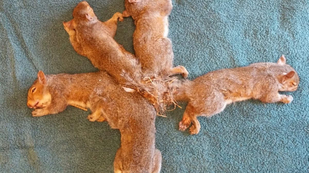 Das Handout der Wisconsin Humane Society zeigt fünf Eichhörnchen auf einer Decke, deren Schwänze sich verknotet haben. (Foto)