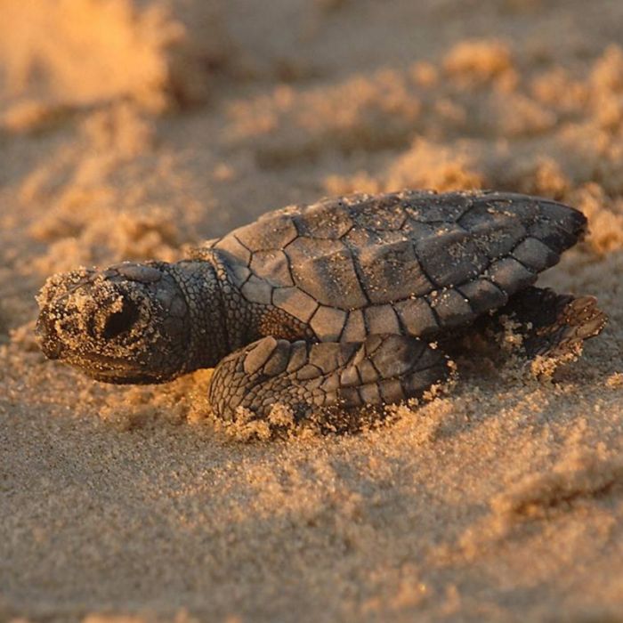 Verendete Schildkröte in Vagina von 26-Jähriger gefunden