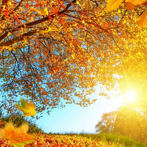 Nach eisigen Frost-Nächten! Altweibersommer bringt 25 Grad Nach eisigen Frost-Nächten! Altweibersommer bringt 25 Grad (Foto)