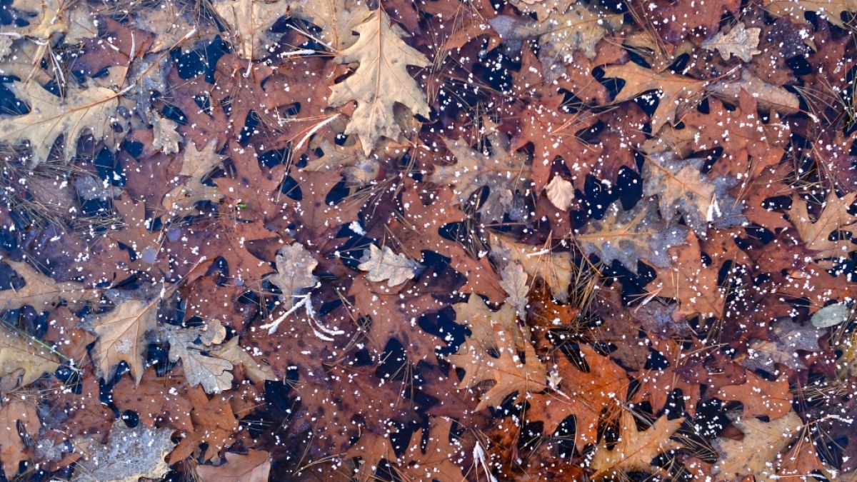 Ende September 2018 bringt das Herbst-Wetter laut Wettervorhersage den ersten Bodenfrost. (Foto)