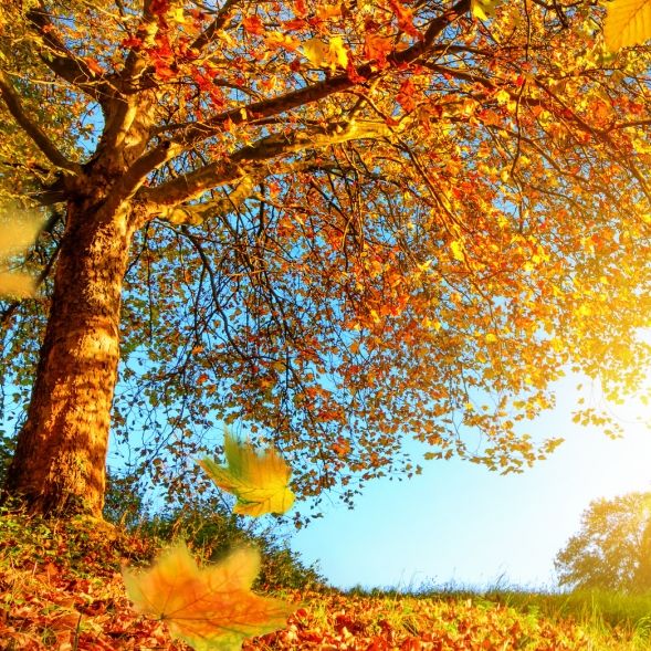 Auf Sturm folgt Sonne! Kommt endlich der goldene Herbst? Auf Sturm folgt Sonne! Kommt endlich der goldene Herbst? (Foto)