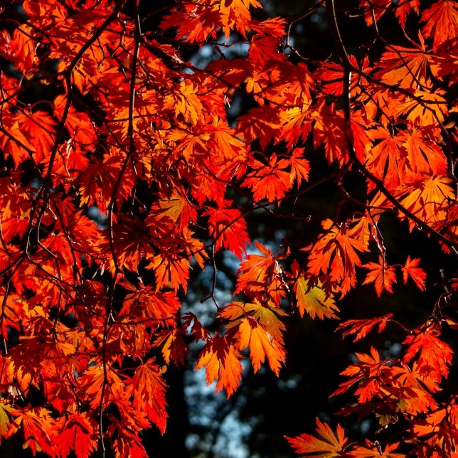 Temperatur-Rekord im Herbst! Wie lange bleibt der Sommer noch? Temperatur-Rekord im Herbst! Wie lange bleibt der Sommer noch? (Foto)