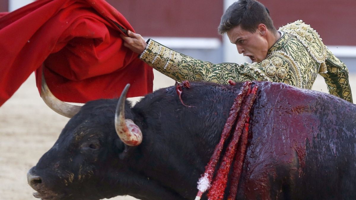 Immer wieder kommt es in Spanien bei Stierkämpfen zu blutigen Zwischenfällen (Symbolbild). (Foto)