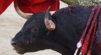 Immer wieder kommt es in Spanien bei Stierkämpfen zu blutigen Zwischenfällen (Symbolbild).
