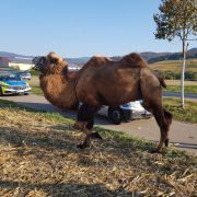 Ein Kamel wagte auf einem nur etwa fünf Meter von der Fahrbahn entfernten Parkplatz nahe St. Georgen einen Spaziergang.
