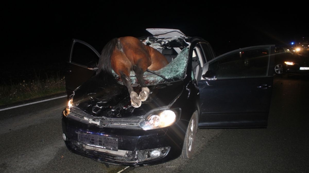 Ein Pferd ist bei einem Verkehrsunfall durch die Windschutzscheibe eines Autos gekracht und verendet. (Foto)