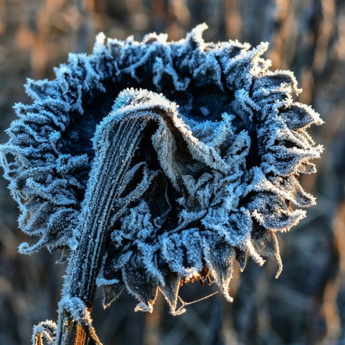 Wintereinbruch! HIER droht Frost und der 1. Schnee Wintereinbruch! HIER droht Frost und der 1. Schnee (Foto)