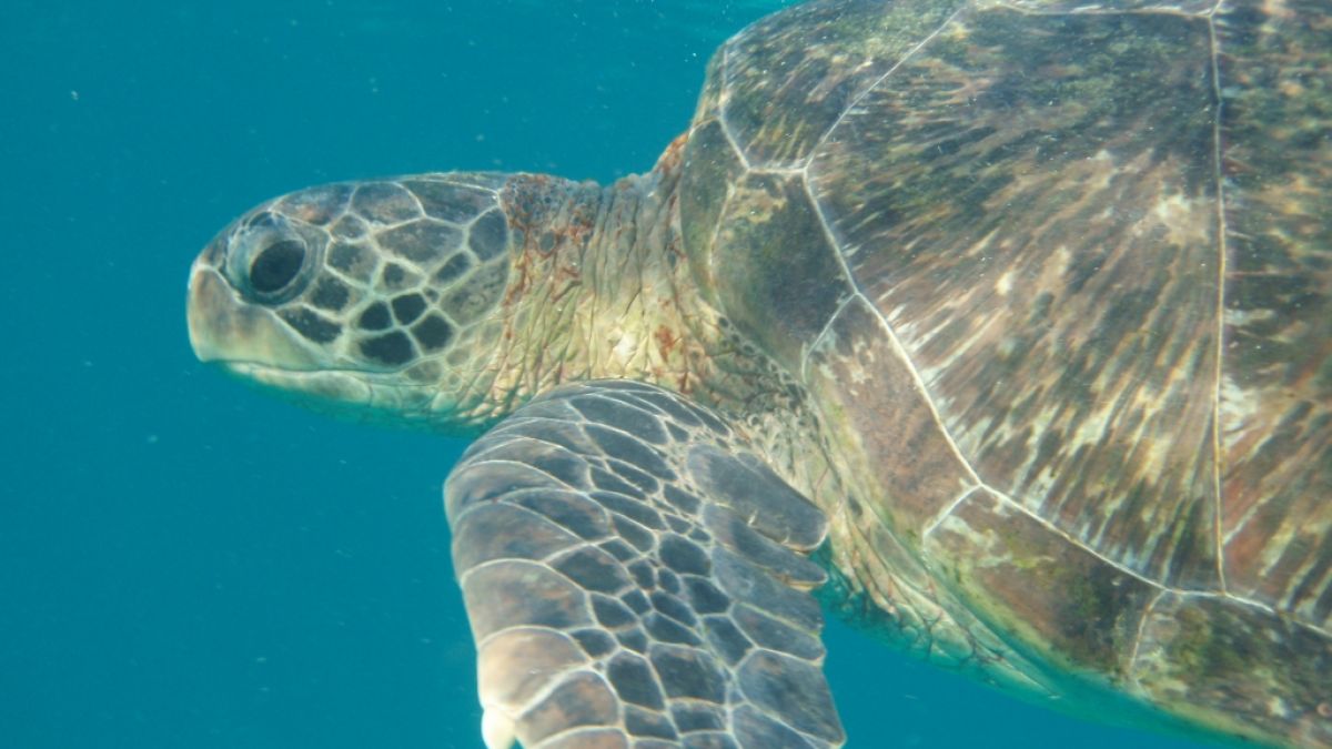 Für die seltene grüne Meeresschildkröte war East Island ein wichtiger Nistplatz. (Foto)