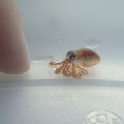 Dieser Baby-Oktopus wurde auf einem im Wasser treibenden Müllberg vor Hawaii gefunden.