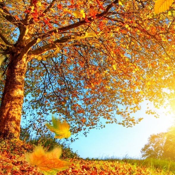 Temperaturen bis zu 19 Grad! Spätsommer in Deutschland Temperaturen bis zu 19 Grad! Spätsommer in Deutschland (Foto)