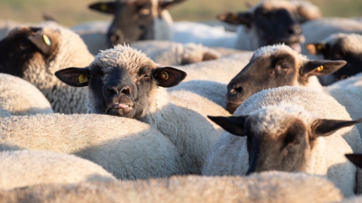 In Velden vergeht sich ein Mann derart an einem Schaf, dass es notgeschlachtet werden muss. (Symbolfoto) (Foto)