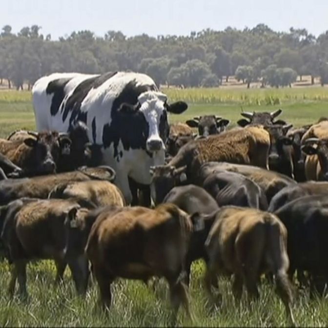 Kein Scherz! DIESES Rindvieh misst 1,93 Meter und wiegt 1,4 Tonnen