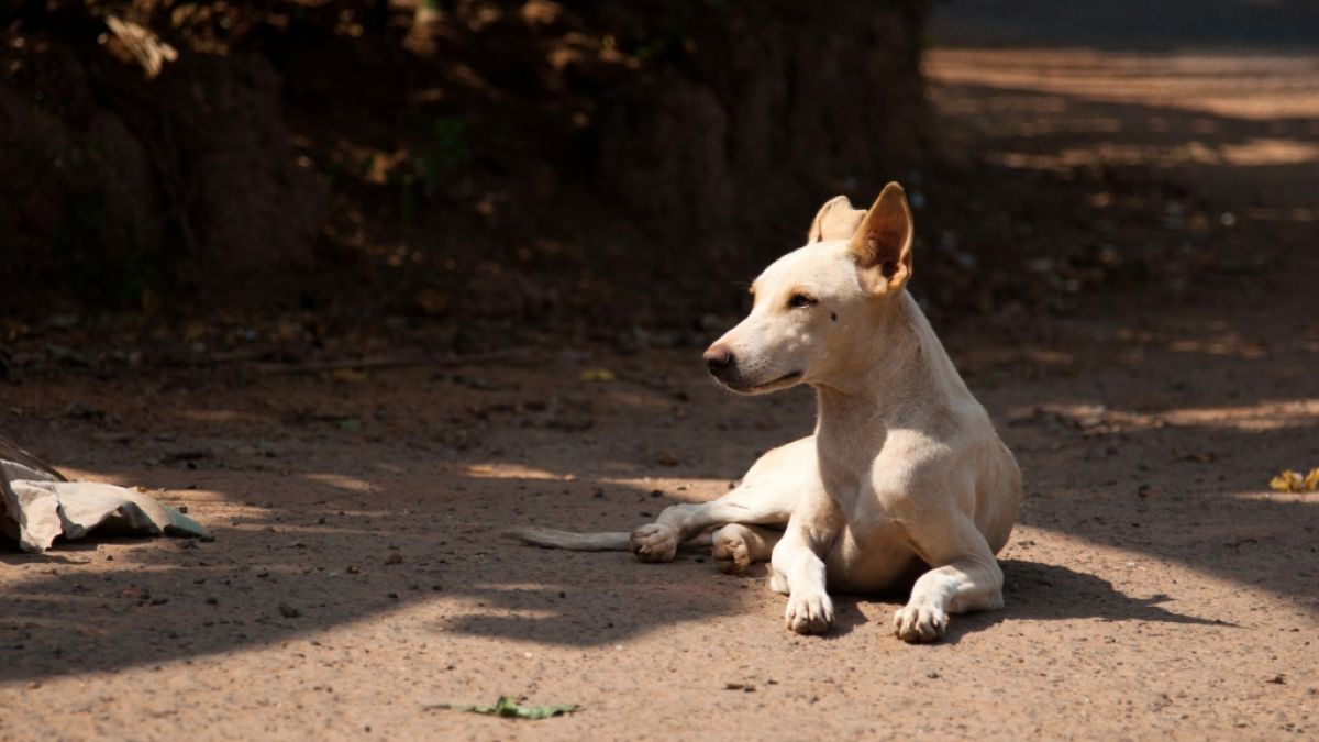 Zwei Männer haben in Indien einen Hund offenbar zu Tode gequält. (Foto)