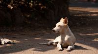 Zwei Männer haben in Indien einen Hund offenbar zu Tode gequält.