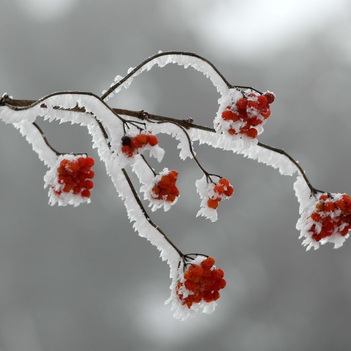 Frühling statt weiße Weihnachten? An Heiligabend droht der Hitze-Hammer Frühling statt weiße Weihnachten? An Heiligabend droht der Hitze-Hammer (Foto)