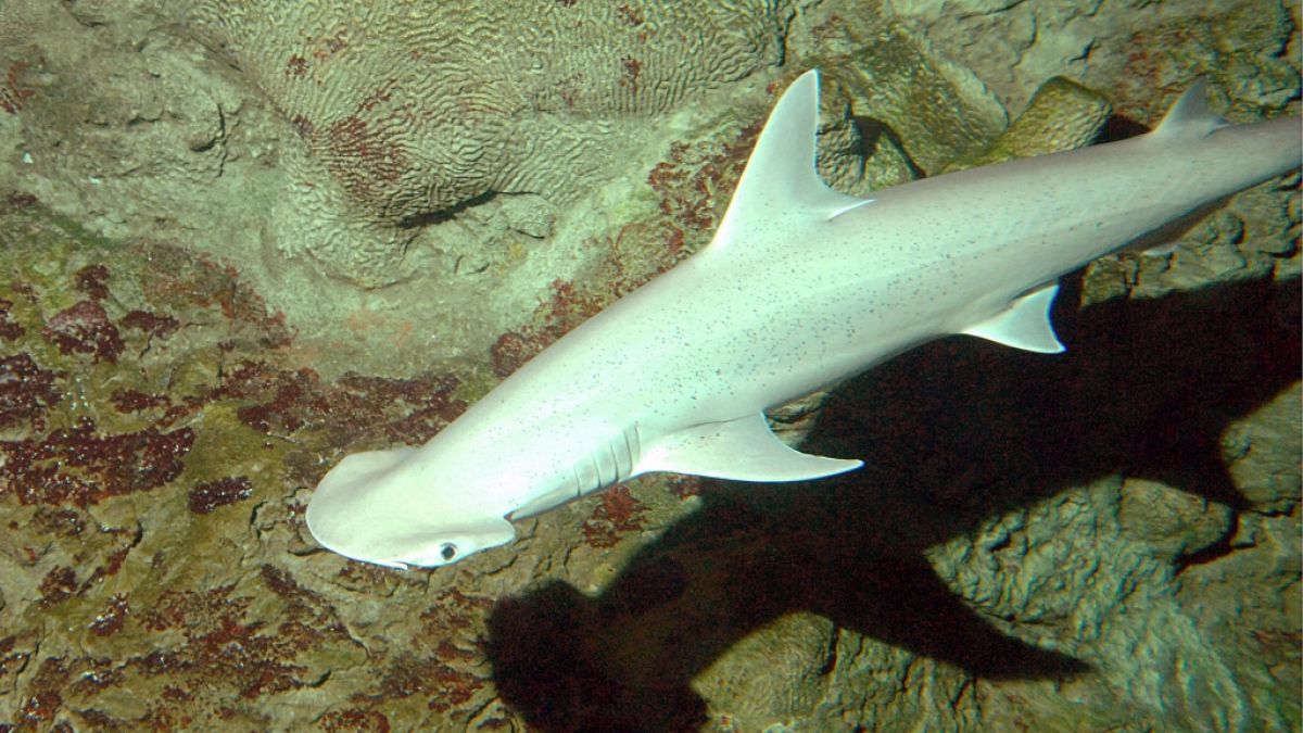 Vor der Küste Neuguineas stießen Forscher auf mutierte Haie (Symbolbild). (Foto)