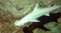 Vor der Küste Neuguineas stießen Forscher auf mutierte Haie (Symbolbild).