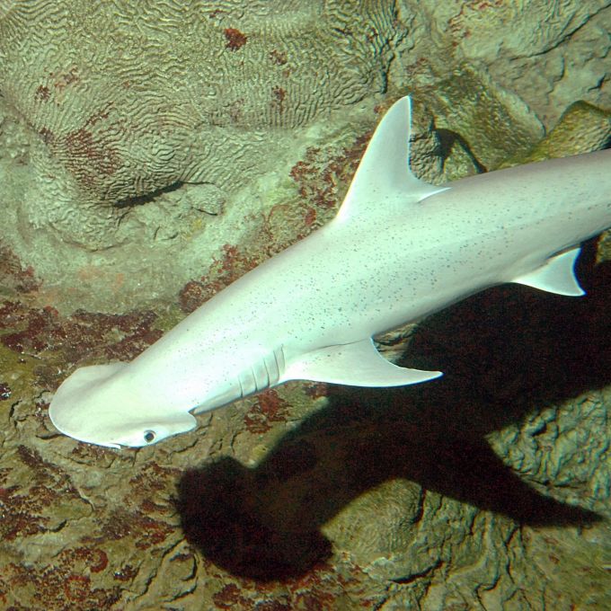 Mutanten-Haie in Unterwasser-Vulkan entdeckt