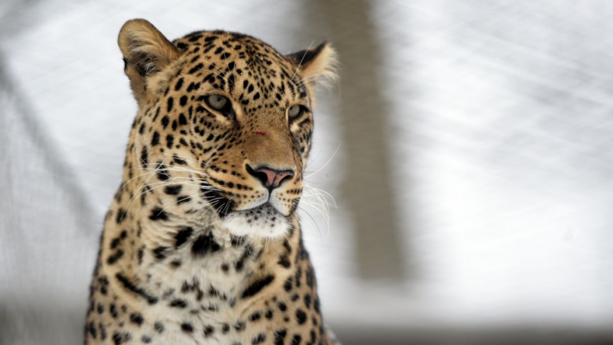 Ein Leopard soll in Indien einen dreijährigen Jungen verschleppt, geköpft und gefressen haben (Symbolbild). (Foto)