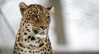 Ein Leopard soll in Indien einen dreijährigen Jungen verschleppt, geköpft und gefressen haben (Symbolbild).
