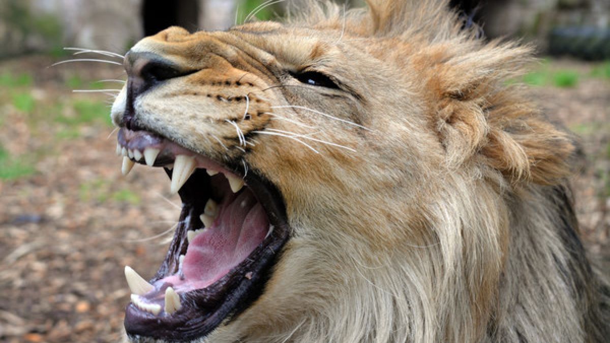 Ein ausgebüxter Löwe hat in einem Tierpark in den USA eine 22-jährige Frau zerfleischt (Symbolbild). (Foto)