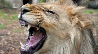 Ein ausgebüxter Löwe hat in einem Tierpark in den USA eine 22-jährige Frau zerfleischt (Symbolbild).