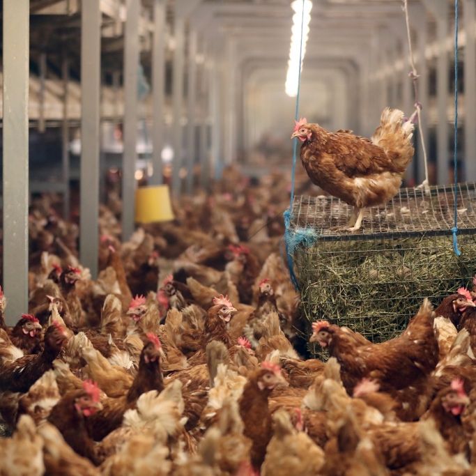 Durchfall-Keime in jedem 2. Supermarkt-Hähnchen! So schützen Sie sich Durchfall-Keime in jedem 2. Supermarkt-Hähnchen! So schützen Sie sich (Foto)