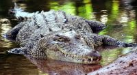 Ein Krokodil zerfleischte in einer indonesischen Forschungseinrichtung eine Frau. (Symbolbild)