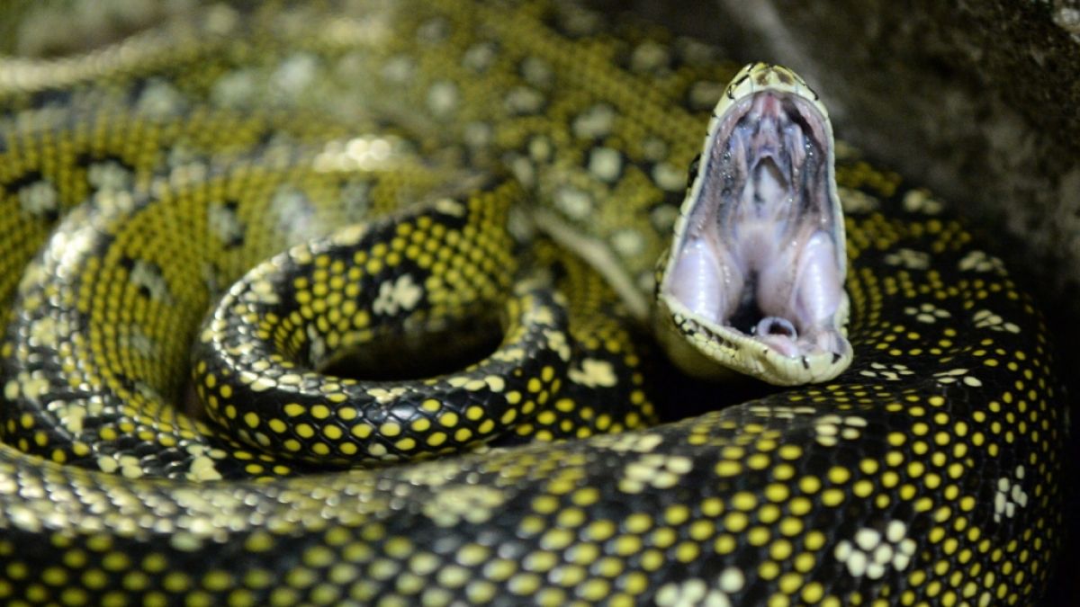 Ein Python wurde mit ungewöhnlichen Mitteln vom Verzehr eines Jungen abgehalten. (Symbolbild) (Foto)