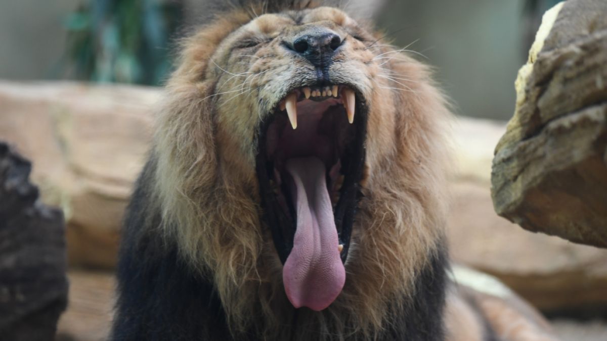 In einem indischen Zoo stürzten sich zwei Löwen auf einen Zoobesucher und zerfleischten ihn (Symbolfoto). (Foto)