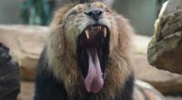 In einem indischen Zoo stürzten sich zwei Löwen auf einen Zoobesucher und zerfleischten ihn (Symbolfoto).
